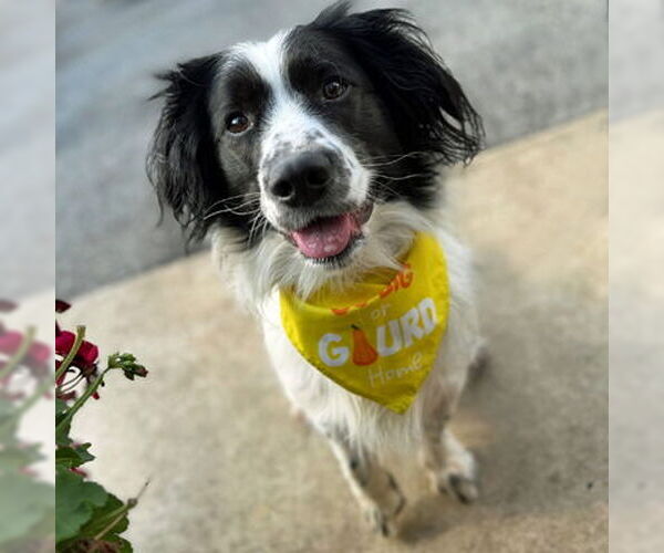 Medium Photo #8 Cocker Spaniel Puppy For Sale in Arlington, VA, USA