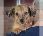 Small #5 Australian Shepherd Mix