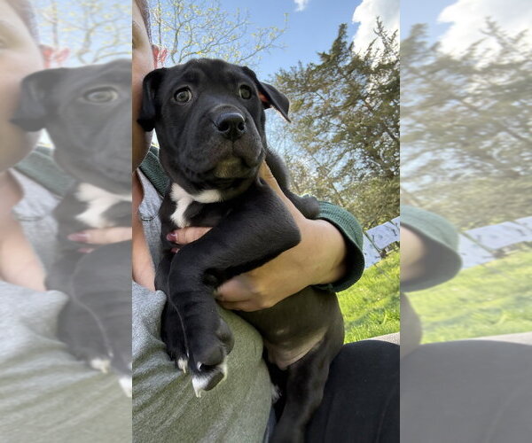 Medium Photo #3 Mutt Puppy For Sale in Wenonah, NJ, USA