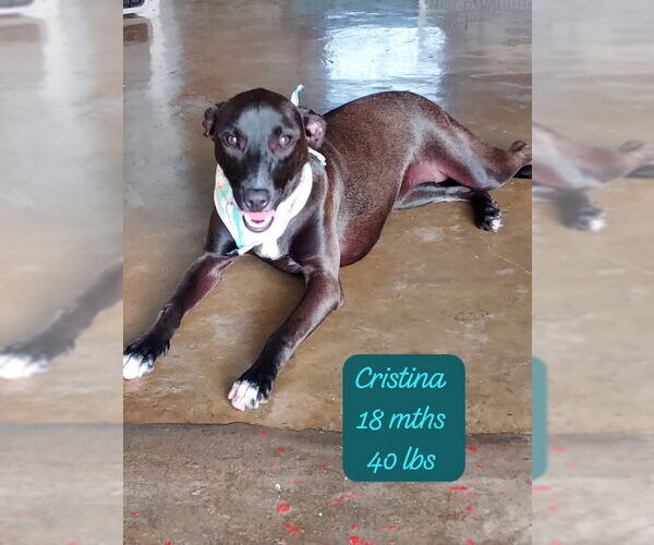 Medium Photo #1 Mutt Puppy For Sale in Virginia Beach, VA, USA