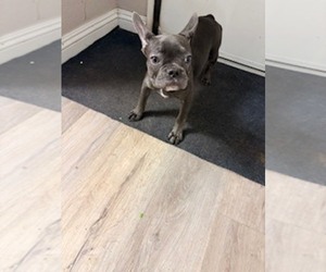 French Bulldog Puppy for sale in NORTHRIDGE, CA, USA