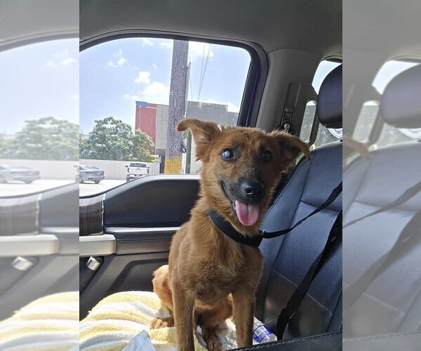 Medium Photo #2 Border Collie-Unknown Mix Puppy For Sale in New York, NY, USA