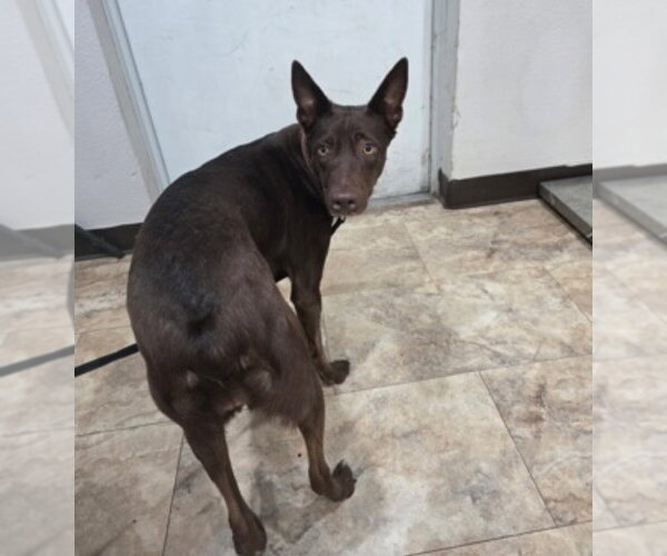 Medium Photo #2 Australian Kelpie-Unknown Mix Puppy For Sale in Lakewood, CO, USA