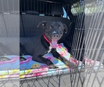 Small Labrador Retriever Mix