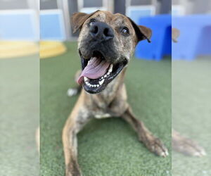Mutt Dogs for adoption in Chandler, AZ, USA