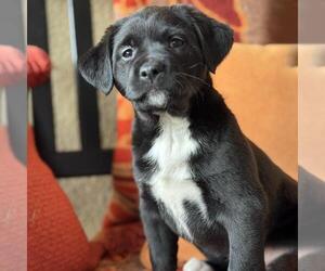 Labrador Retriever-Unknown Mix Dogs for adoption in San Diego, CA, USA