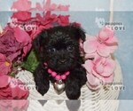 Small Photo #9 Poodle (Toy)-Yorkshire Terrier Mix Puppy For Sale in SANGER, TX, USA