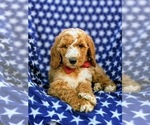 Small Photo #5 Poodle (Standard) Puppy For Sale in NOTTINGHAM, PA, USA