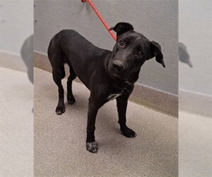 Labrador Retriever-Unknown Mix Dogs for adoption in Las Vegas, NV, USA
