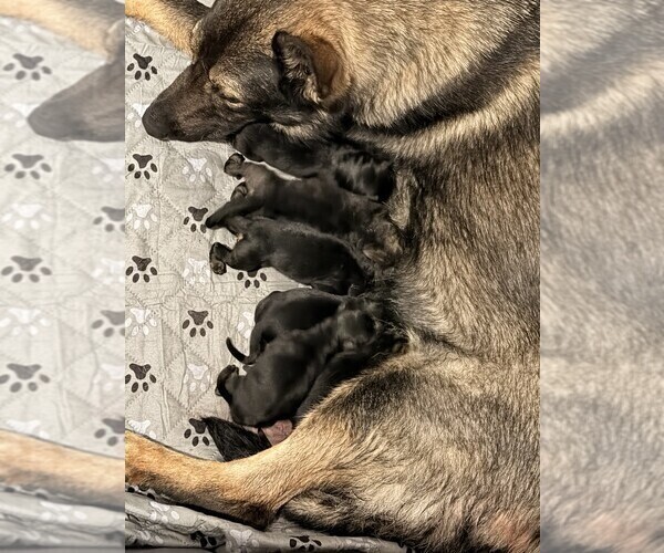 Medium Photo #3 German Shepherd Dog Puppy For Sale in BRIGHTON, CO, USA