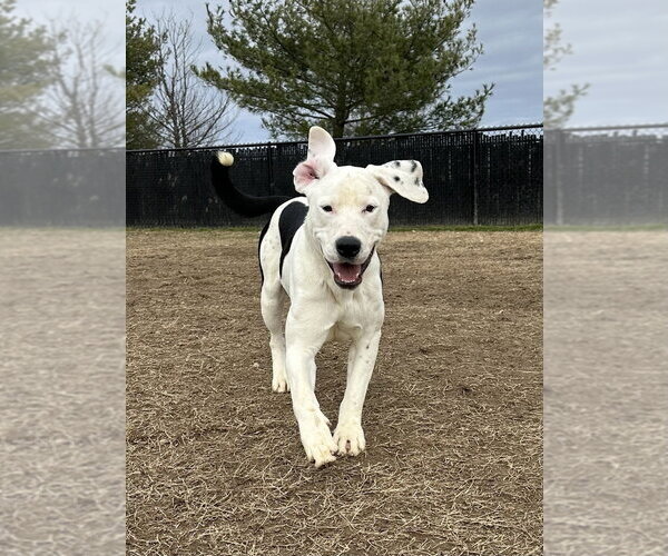 Medium Photo #4 Great Dane-Labrador Retriever Mix Puppy For Sale in Evansville, IN, USA