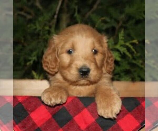 Medium Photo #1 Goldendoodle Puppy For Sale in CHAMBERSBURG, PA, USA