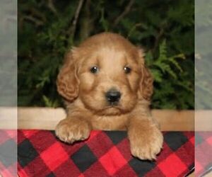 Goldendoodle Puppy for sale in CHAMBERSBURG, PA, USA