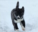Small Photo #4 Siberian Husky Puppy For Sale in FORT PLAIN, NY, USA