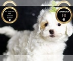 Small Photo #91 Maltipoo (Miniature) Puppy For Sale in WARSAW, IN, USA