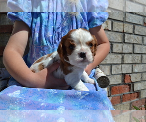 Cavalier King Charles Spaniel Puppy for sale in GREENWOOD, WI, USA