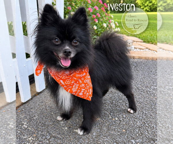 Medium Photo #2 Pomeranian Puppy For Sale in Benton, LA, USA