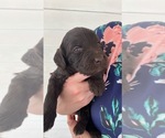 Small Photo #1 Labradoodle Puppy For Sale in ABILENE, KS, USA
