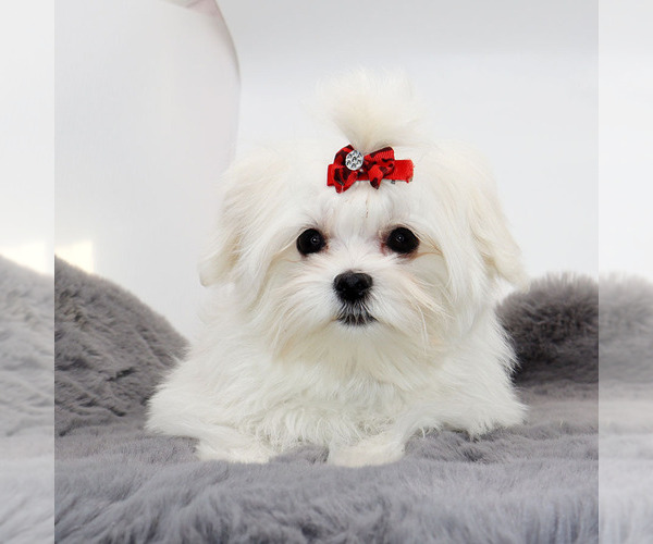 Medium Photo #3 Maltese Puppy For Sale in LOS ANGELES, CA, USA