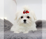 Small #2 Maltese