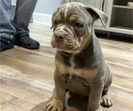 Puppy Lil King Olde English Bulldogge