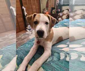 Boxer-Unknown Mix Dogs for adoption in Hinton, WV, USA