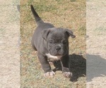Small Photo #8 American Bully Puppy For Sale in MARTELL, NE, USA