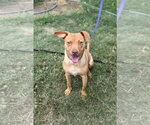 Small #1 Chihuahua-Labrador Retriever Mix