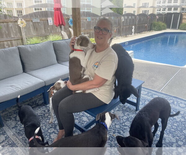 Medium Photo #12 Feist Terrier-Unknown Mix Puppy For Sale in Virginia Beach, VA, USA