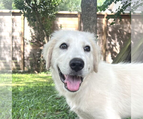 Medium Photo #8 Great Pyrenees Puppy For Sale in Spring, TX, USA