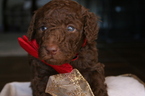 Small Photo #1 Aussiedoodle-Poodle (Standard) Mix Puppy For Sale in ENTERPRISE, AL, USA