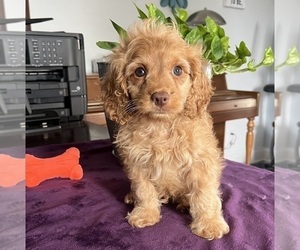Cavapoo Puppy for sale in GREENWOOD, IN, USA