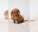 Small Photo #2 Dachshund Puppy For Sale in SAN DIEGO, CA, USA