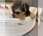 Small Photo #19 Yorkshire Terrier Puppy For Sale in HAMPTON, VA, USA
