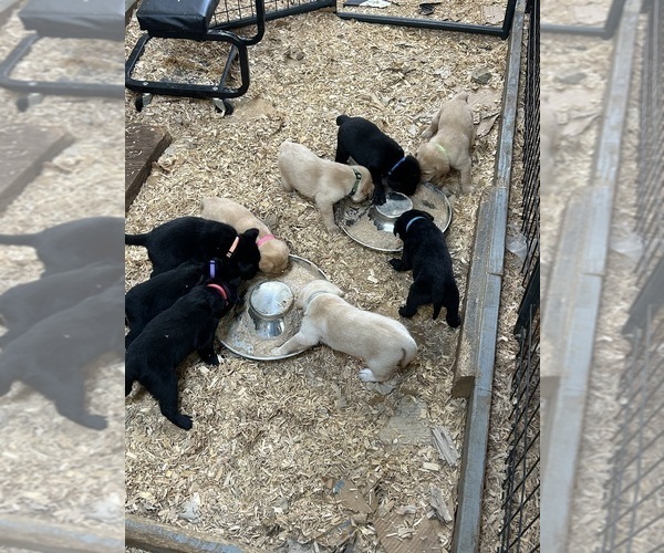 Medium Photo #1 Labrador Retriever Puppy For Sale in TENMILE, OR, USA