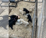 Small Labrador Retriever