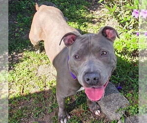 American Staffordshire Terrier-Unknown Mix Dogs for adoption in Ocala, FL, USA