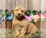 Small Photo #1 Goldendoodle Puppy For Sale in MIAMI, FL, USA