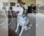Small Alaskan Malamute Mix