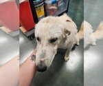 Small #1 Great Pyrenees