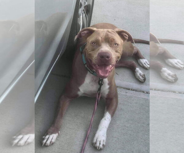 Medium Photo #45 American Pit Bull Terrier-Unknown Mix Puppy For Sale in Germantown, OH, USA