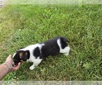 Small #2 American Corgi