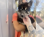 Small Photo #17 Siberian Husky Puppy For Sale in KANSAS CITY, MO, USA