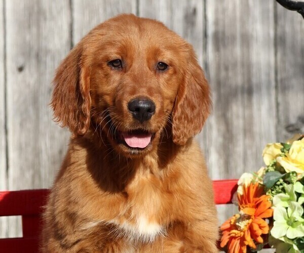 Medium Photo #1 Golden Irish Puppy For Sale in JONES, MI, USA
