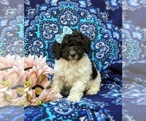 Poodle (Miniature) Puppy for sale in NOTTINGHAM, PA, USA