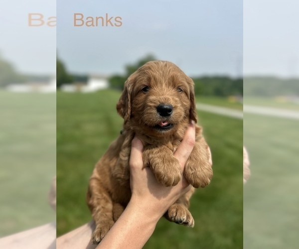 Medium Photo #7 Goldendoodle (Miniature) Puppy For Sale in FREDERICKSBG, OH, USA