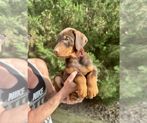 Doberman Pinscher Puppy for sale in LIVINGSTON, LA, USA