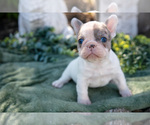Small #1 French Bulldog
