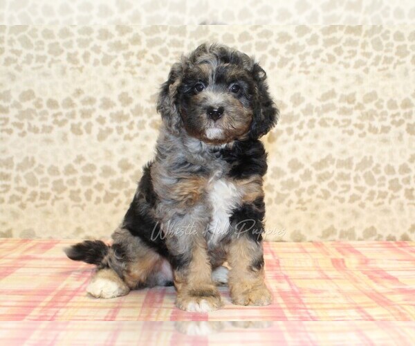 Medium Photo #1 Miniature Bernedoodle Puppy For Sale in DENVER, PA, USA