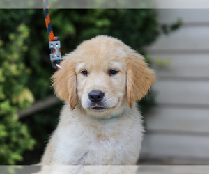Golden Retriever Puppy for sale in LIBERTY, KY, USA
